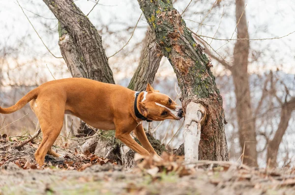 Amerikanska Staffordshire Terrier Körs Skogen Stafford Terrier Hund Naturen — Stockfoto