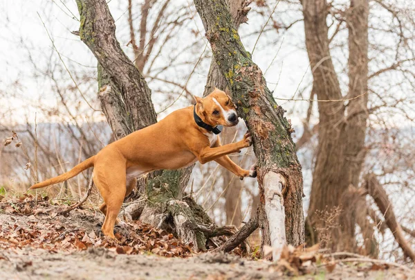 American Staffordshire Terrier Run Forest Stafford Terrier Dog Nature — Stock Photo, Image