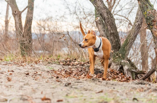 Amerikanische Staffordshire Terrier Laufen Durch Den Wald Stafford Terrier Hund — Stockfoto