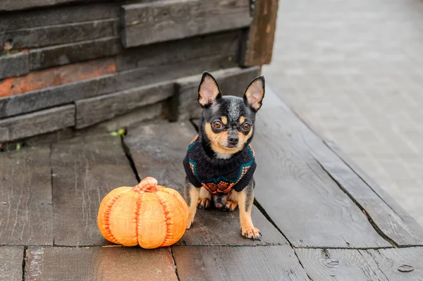 Îmbrăcat Chihuahua Pedigree Câine Chihuahua Îmbrăcăminte Aer Liber Halloween — Fotografie, imagine de stoc