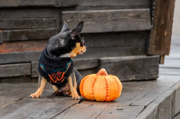 Îmbrăcat Chihuahua Pedigree Câine Chihuahua Îmbrăcăminte Aer Liber Halloween — Fotografie, imagine de stoc