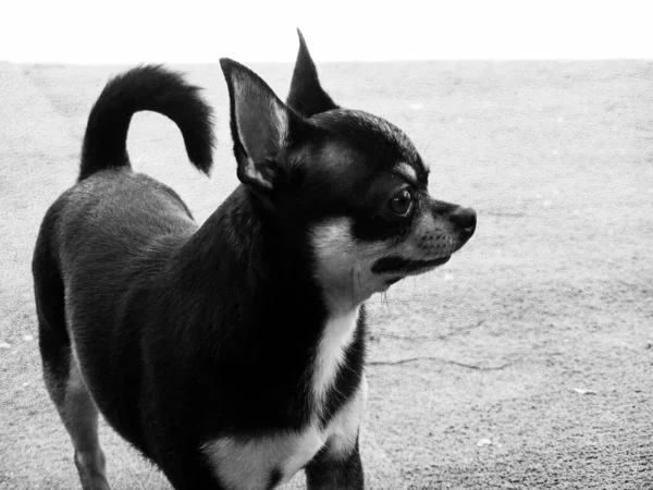 Chihuahua Black Brown White Well Groomed Dog Chihuahua Mini Smooth — Stock Photo, Image