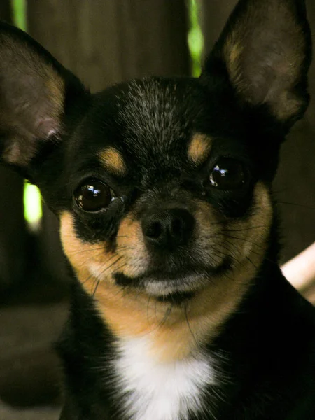 Chihuahua Černá Hnědá Bílá Dobře Upravený Pes Chihuahua Mini Hladké — Stock fotografie