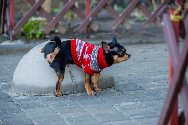 Chihuahua Dog Lifts Legs Pee Chihuahua Went Walk Toilet Small — Stock Photo, Image