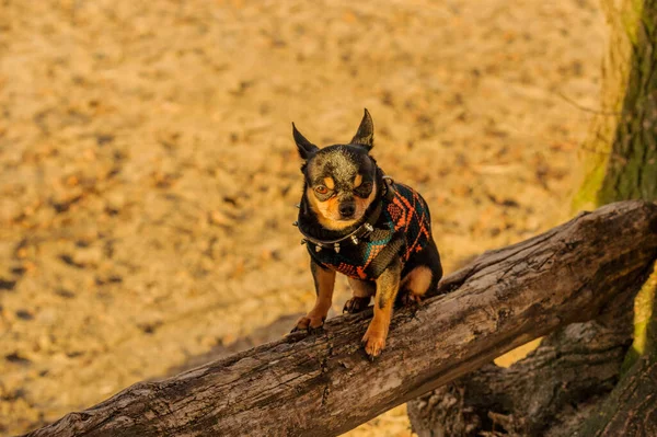 Собака Чихуахуа Ходит Улице Симпатичный Щенок Прогулке Природа Собака Закате — стоковое фото