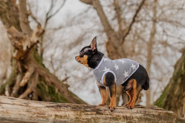 Evcil Köpek Chihuahua Sokakta Yürüyor Yürüyüşe Çıkmış Şirin Bir Köpek — Stok fotoğraf