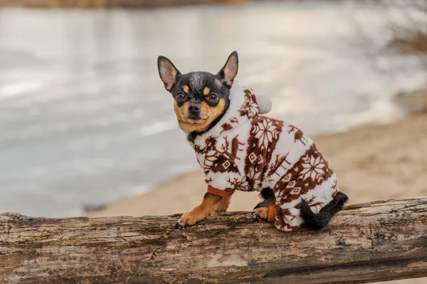 Hundvalp Chihuahua Går Gatan Söt Valp Promenad Naturen Och Hunden — Stockfoto
