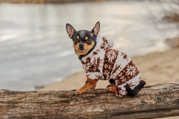 Perro Mascota Chihuahua Pasea Por Calle Lindo Cachorro Paseo Naturaleza — Foto de Stock