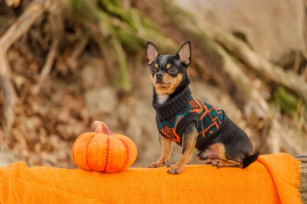 Îmbrăcat Chihuahua Pedigree Câine Chihuahua Îmbrăcăminte Aer Liber Halloween — Fotografie, imagine de stoc