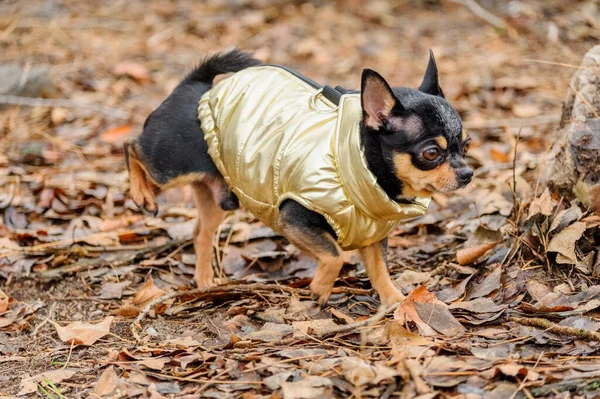 Ντυμένο Τσιουάουα Ρούχα Chihuahua Σκύλου Εξωτερικούς Χώρους Βροχερός Καιρός — Φωτογραφία Αρχείου