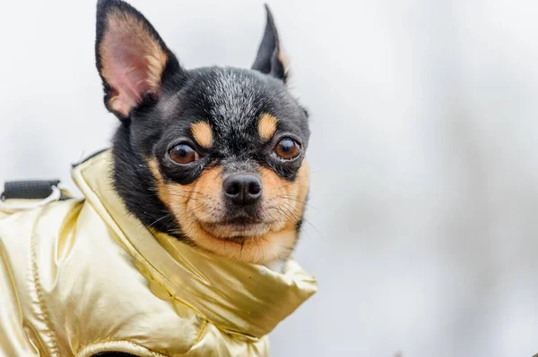 Chihuahua Giydirdim Soylu Köpek Chihuahua Kıyafetleri Dışarıda Yağmurlu Hava — Stok fotoğraf
