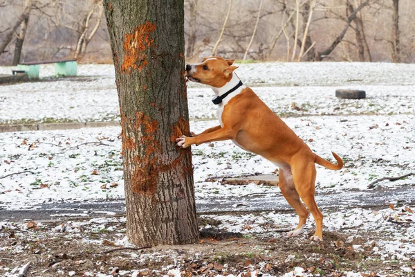 beautiful dog american staffordshire terrier in nature. american staffordshire terrier