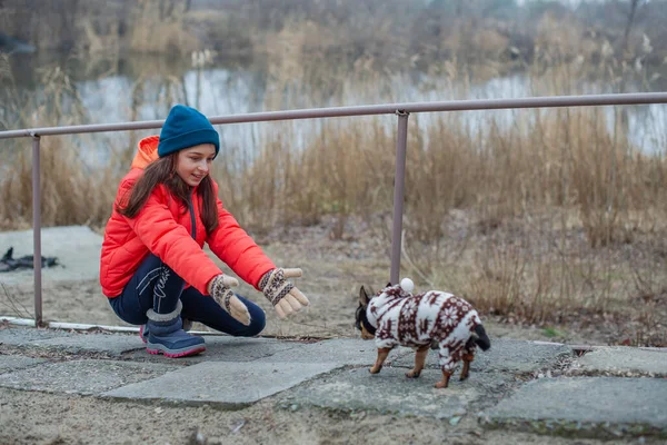 Fata Ani Adolescentă Jachetă Portocalie Pălărie Eşarfă Fata Chihuahua Câine — Fotografie, imagine de stoc