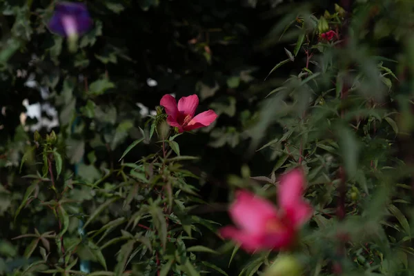 여름에는 분홍색 아름다운 정원의 — 스톡 사진