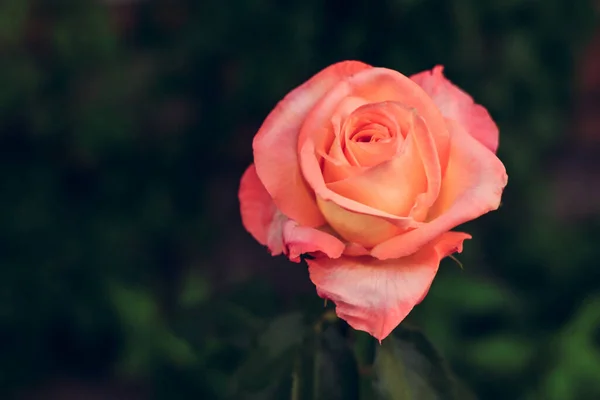 Μακροεντολή Φωτογραφία Φύση Φυτό Τριαντάφυλλο Λουλούδι Φόντο Υφή Άνθηση Λουλούδι — Φωτογραφία Αρχείου