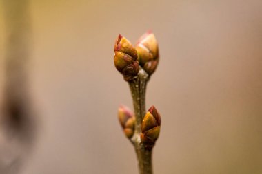 Bahar yeşili yaprakları olan ağaç dalları. Baharda ağaç tomurcukları. İlkbaharda doğa ve çiçekler açar