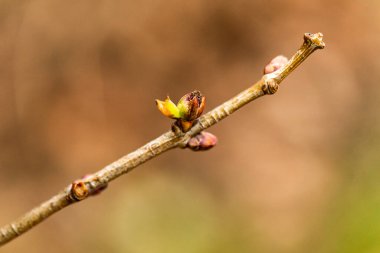 Bahar yeşili yaprakları olan ağaç dalları. Baharda ağaç tomurcukları. İlkbaharda doğa ve çiçekler açar