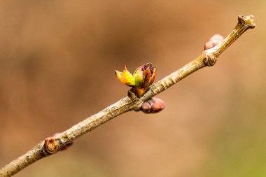 Bahar yeşili yaprakları olan ağaç dalları. Baharda ağaç tomurcukları. İlkbaharda doğa ve çiçekler açar
