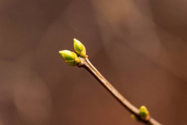 Bahar yeşili yaprakları olan ağaç dalları. Baharda ağaç tomurcukları. İlkbaharda doğa ve çiçekler açar