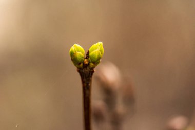 Bahar yeşili yaprakları olan ağaç dalları. Baharda ağaç tomurcukları. İlkbaharda doğa ve çiçekler açar