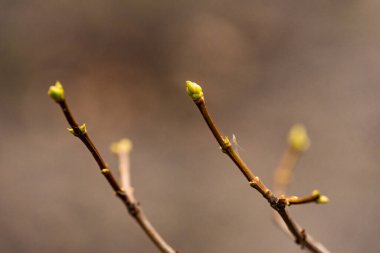 Bahar yeşili yaprakları olan ağaç dalları. Baharda ağaç tomurcukları. İlkbaharda doğa ve çiçekler açar