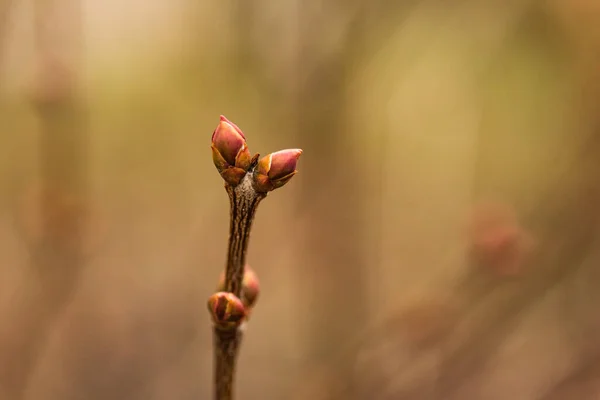 Ramos Árvores Com Folhas Brotação Verde Primavera Botões Árvore Primavera — Fotografia de Stock