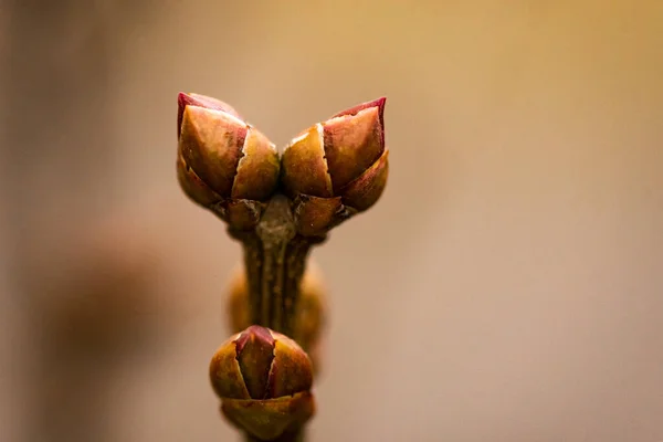 Ramos Árvores Com Folhas Brotação Verde Primavera Botões Árvore Primavera — Fotografia de Stock