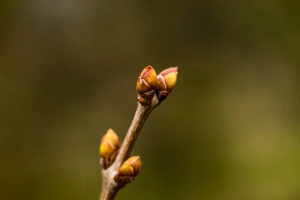 Bahar Yeşili Yaprakları Olan Ağaç Dalları Baharda Ağaç Tomurcukları Lkbaharda — Stok fotoğraf