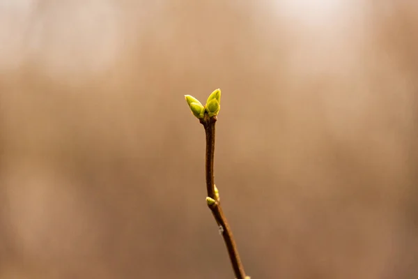 Bahar Yeşili Yaprakları Olan Ağaç Dalları Baharda Ağaç Tomurcukları Lkbaharda — Stok fotoğraf