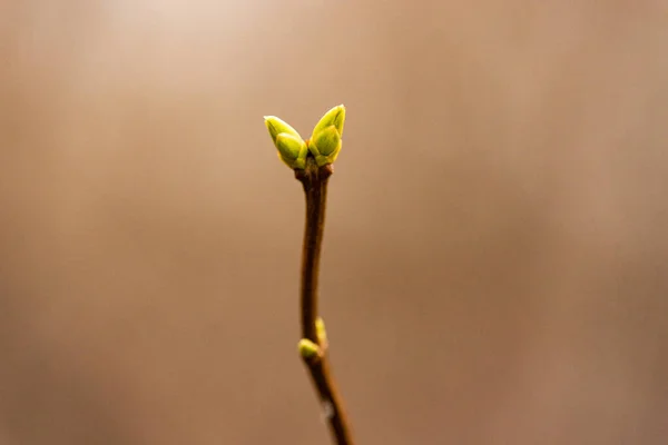 Tree Branches Spring Green Budding Leaves Tree Buds Spring Nature — Stock Photo, Image