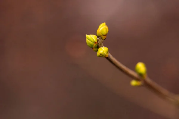 Träd Grenar Med Våren Gröna Spirande Blad Trädknoppar Våren Naturen — Stockfoto