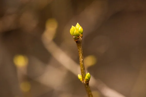 Ramos Árvores Com Folhas Brotação Verde Primavera Botões Árvore Primavera — Fotografia de Stock