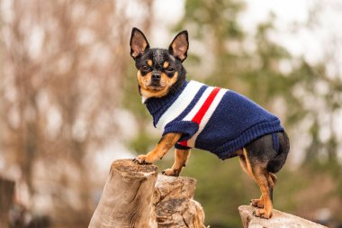 Şirin köpek. Mini cins Chihuahua Pürüzsüz Shorthair. Dışarıda poz veren sevimli köpek yavrusu