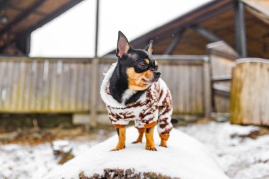 Kış kıyafetleri içinde bir Chihuahua köpeği. Köpekler için kışın giydiği köpek chihuahua. Karlı kış ve köpek