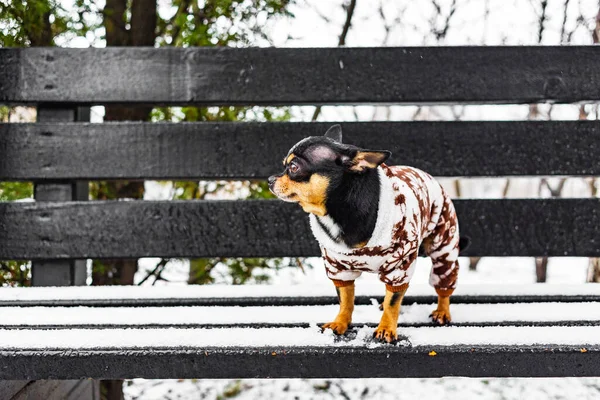 Chihuahua dog in winter clothes. Chihuahua dog in winter overalls for dogs. Snowy winter and dog