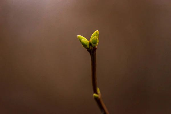 Ramos Árvores Com Folhas Brotação Verde Primavera Botões Árvore Primavera — Fotografia de Stock