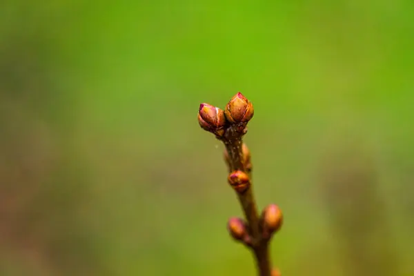 Träd Grenar Med Våren Gröna Spirande Blad Trädknoppar Våren Naturen — Stockfoto