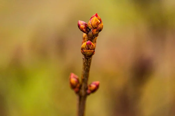 Ramos Árvores Com Folhas Brotação Verde Primavera Botões Árvore Primavera — Fotografia de Stock