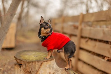 Şirin köpek. Mini cins Chihuahua Pürüzsüz Shorthair. Dışarıda poz veren sevimli köpek yavrusu