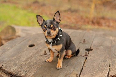 Şirin köpek. Mini cins Chihuahua Pürüzsüz Shorthair. Dışarıda poz veren sevimli köpek yavrusu