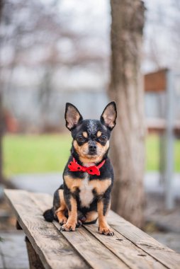 Şirin köpek. Mini cins Chihuahua Pürüzsüz Shorthair. Dışarıda poz veren sevimli köpek yavrusu
