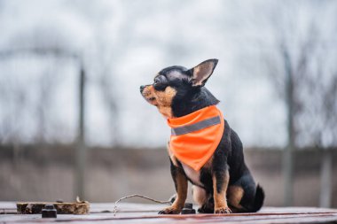 Şirin köpek. Mini cins Chihuahua Pürüzsüz Shorthair. Dışarıda poz veren sevimli köpek yavrusu