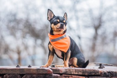 Şirin köpek. Mini cins Chihuahua Pürüzsüz Shorthair. Dışarıda poz veren sevimli köpek yavrusu