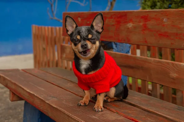 Leuke Puppy Mini Ras Chihuahua Smooth Stenografisch Schattig Puppy Poseren — Stockfoto