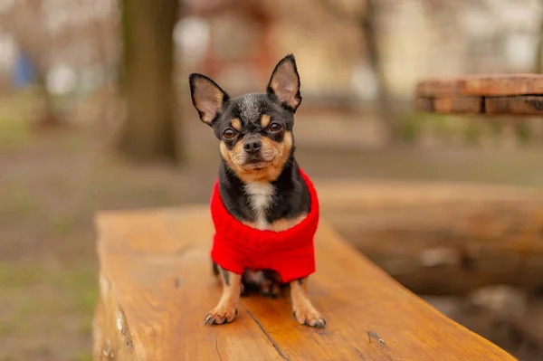 Drăguţ Căţel Mini Rasa Chihuahua Smooth Shorthair Adorabil Catelus Pozând — Fotografie, imagine de stoc