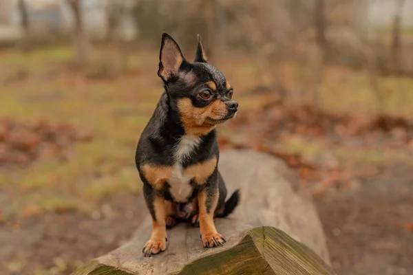 Aranyos Kiskutya Mini Fajta Chihuahua Sima Gyorsírás Imádnivaló Kiskutya Pózol — Stock Fotó