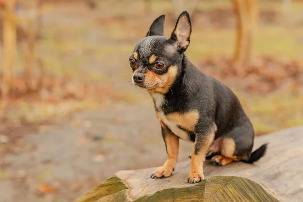 Drăguţ Căţel Mini Rasa Chihuahua Smooth Shorthair Adorabil Catelus Pozând — Fotografie, imagine de stoc