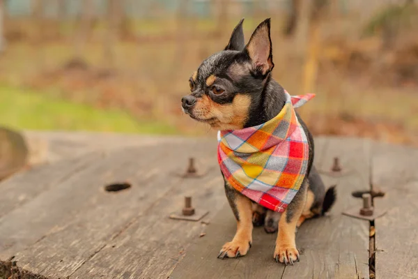 Bel Cagnolino Mini Razza Chihuahua Smooth Shorthair Adorabile Cucciolo Posa — Foto Stock