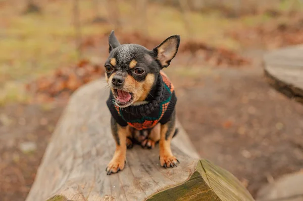 Joli Chiot Mini Race Chihuahua Lisse Shorthair Adorable Chiot Posant — Photo