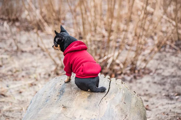 Niedlicher Welpe Mini Rasse Chihuahua Glatte Kurzhaar Entzückender Welpe Posiert — Stockfoto